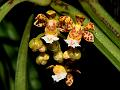 Narrow-Leaf Belly-Lip Orchid